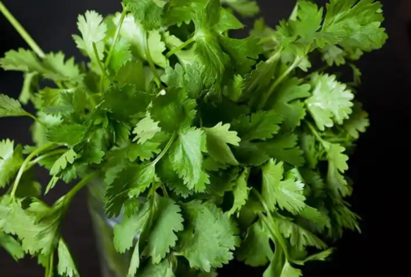 Cilantro
